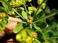 Leafy Spurge